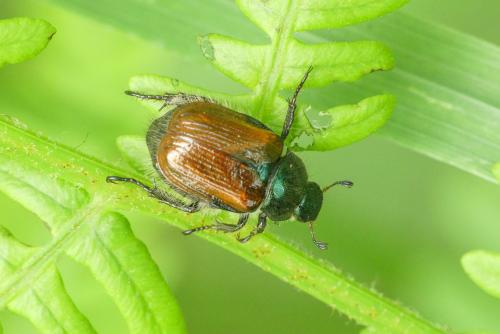 Réf. 257 362 : Phyllopertha horticola